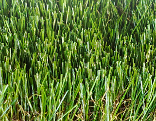 �׶�԰�����ƺ��װע������